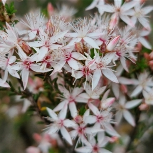 Calytrix tetragona at Goulburn, NSW - 28 Oct 2024