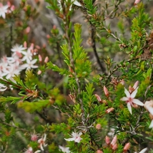 Calytrix tetragona at Goulburn, NSW - 28 Oct 2024