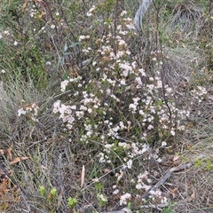 Calytrix tetragona at Goulburn, NSW - 28 Oct 2024