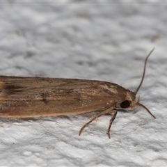 Tachystola acroxantha at Melba, ACT - 27 Oct 2024