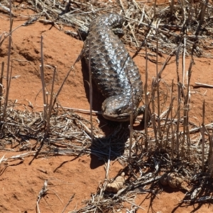 Tiliqua rugosa at Rankins Springs, NSW - 30 Sep 2018