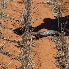 Tiliqua rugosa at Rankins Springs, NSW - 30 Sep 2018 11:27 AM