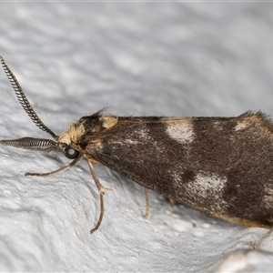 Anestia semiochrea at Melba, ACT - 27 Oct 2024