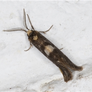 Anestia semiochrea at Melba, ACT - 27 Oct 2024 10:40 PM