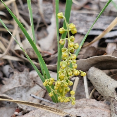 Lomandra filiformis (Wattle Mat-rush) at Kingsdale, NSW - 28 Oct 2024 by trevorpreston