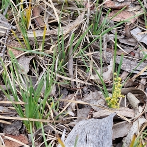 Lomandra filiformis at Kingsdale, NSW - 28 Oct 2024 10:30 AM