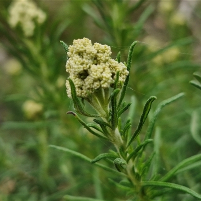 Cassinia aculeata subsp. aculeata at Kingsdale, NSW - 27 Oct 2024 by trevorpreston