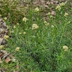 Cassinia aculeata subsp. aculeata at Kingsdale, NSW - 28 Oct 2024 10:26 AM