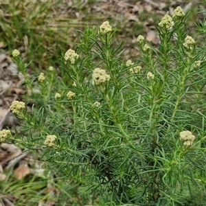 Cassinia aculeata subsp. aculeata at Kingsdale, NSW - 28 Oct 2024 10:26 AM