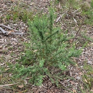 Cassinia aculeata subsp. aculeata at Kingsdale, NSW - 28 Oct 2024