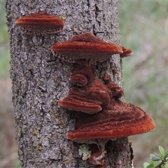 Phaeotrametes decipiens (A Polypore) at Conder, ACT - 7 Jan 2024 by MichaelBedingfield