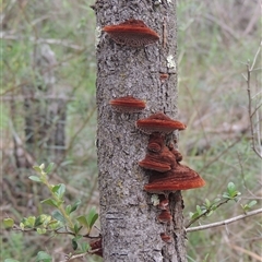 Phaeotrametes decipiens at Conder, ACT - 7 Jan 2024