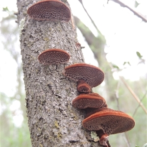 Phaeotrametes decipiens at Conder, ACT - 7 Jan 2024