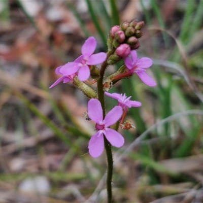 Stylidium graminifolium (grass triggerplant) at Kingsdale, NSW - 27 Oct 2024 by trevorpreston