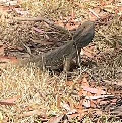 Pogona barbata (Eastern Bearded Dragon) at Cook, ACT - 29 Oct 2024 by Jennybach