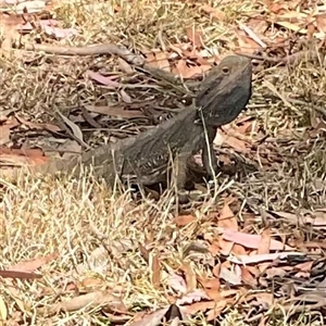 Pogona barbata at Cook, ACT - suppressed