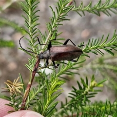 Homotrysis cisteloides (Darkling beetle) at Kingsdale, NSW - 28 Oct 2024 by trevorpreston