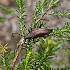 Homotrysis cisteloides at Kingsdale, NSW - 28 Oct 2024