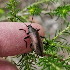 Homotrysis cisteloides at Kingsdale, NSW - 28 Oct 2024