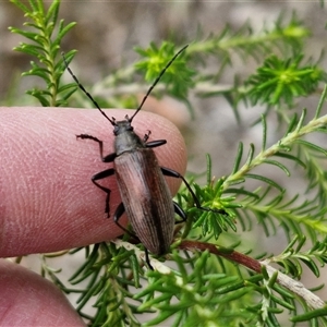 Homotrysis cisteloides at Kingsdale, NSW - 28 Oct 2024