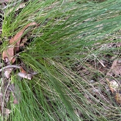 Unidentified Grass at Lorne, NSW - 29 Oct 2024 by Butlinz