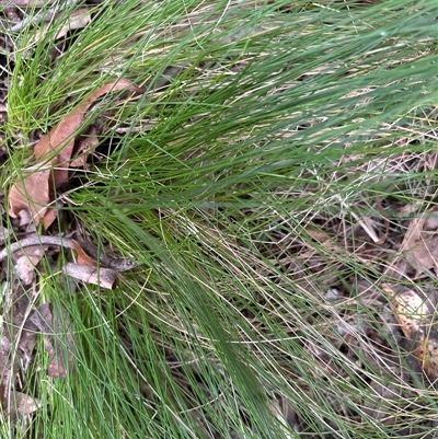 Unverified Grass at Lorne, NSW - 29 Oct 2024 by Butlinz