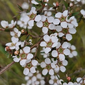 Gaudium multicaule at Kingsdale, NSW - 28 Oct 2024 10:17 AM