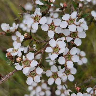 Gaudium multicaule (Teatree) at Kingsdale, NSW - 27 Oct 2024 by trevorpreston