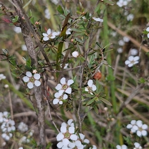 Gaudium multicaule at Kingsdale, NSW - 28 Oct 2024 10:17 AM