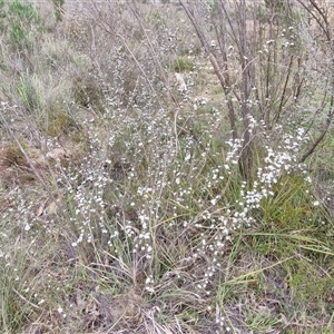 Gaudium multicaule at Kingsdale, NSW - 28 Oct 2024 10:17 AM