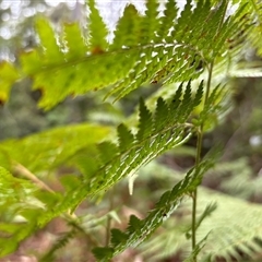 Unidentified Fern or Clubmoss at Lorne, NSW - 28 Oct 2024 by Butlinz