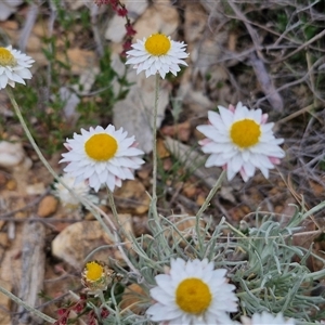 Leucochrysum albicans subsp. tricolor at Kingsdale, NSW - 28 Oct 2024 10:16 AM