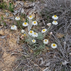 Leucochrysum albicans subsp. tricolor at Kingsdale, NSW - 28 Oct 2024 10:16 AM