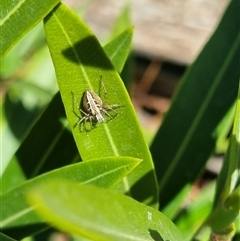 Oxyopes sp. (genus) (Lynx spider) at Braddon, ACT - 28 Oct 2024 by clarehoneydove