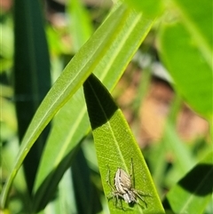 Oxyopes sp. (genus) at Braddon, ACT - 28 Oct 2024