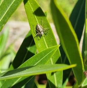 Oxyopes sp. (genus) at Braddon, ACT - 28 Oct 2024