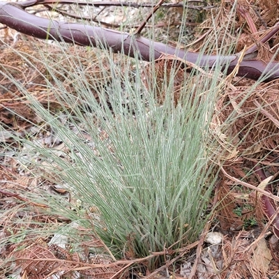 Rytidosperma (genus) (Wallaby Grass) at Kingsdale, NSW - 28 Oct 2024 by trevorpreston