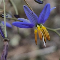 Dianella revoluta var. revoluta (Black-Anther Flax Lily) at Kingsdale, NSW - 28 Oct 2024 by trevorpreston