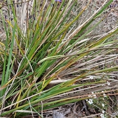 Dianella revoluta var. revoluta at Kingsdale, NSW - 28 Oct 2024