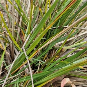 Dianella revoluta var. revoluta at Kingsdale, NSW - 28 Oct 2024 10:13 AM