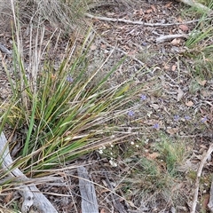 Dianella revoluta var. revoluta at Kingsdale, NSW - 28 Oct 2024 10:13 AM