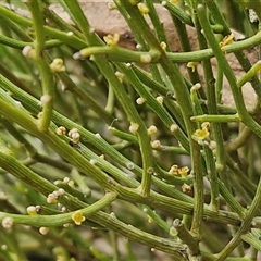 Omphacomeria acerba (Leafless Sour-bush) at Kingsdale, NSW - 27 Oct 2024 by trevorpreston