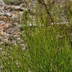 Omphacomeria acerba at Kingsdale, NSW - 28 Oct 2024