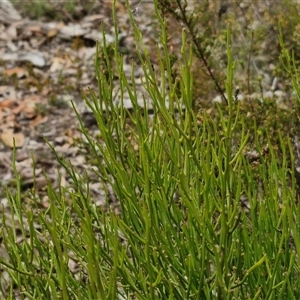 Omphacomeria acerba at Kingsdale, NSW - 28 Oct 2024