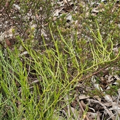 Omphacomeria acerba at Kingsdale, NSW - 28 Oct 2024 10:11 AM