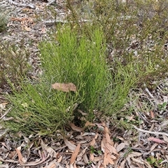 Omphacomeria acerba at Kingsdale, NSW - 28 Oct 2024 10:11 AM