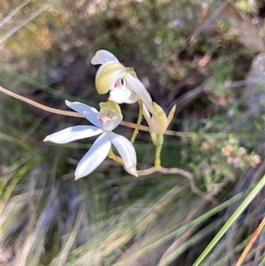 Caladenia moschata at Acton, ACT - 29 Oct 2024