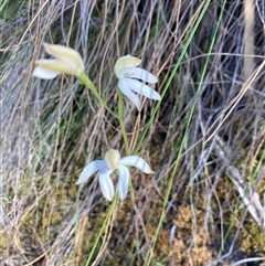 Caladenia moschata at Acton, ACT - suppressed