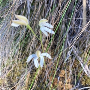 Caladenia moschata at Acton, ACT - 29 Oct 2024