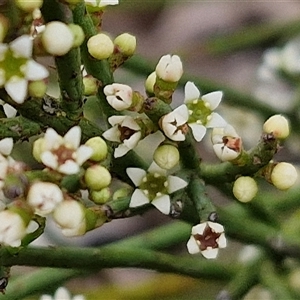 Choretrum pauciflorum at Kingsdale, NSW - 28 Oct 2024